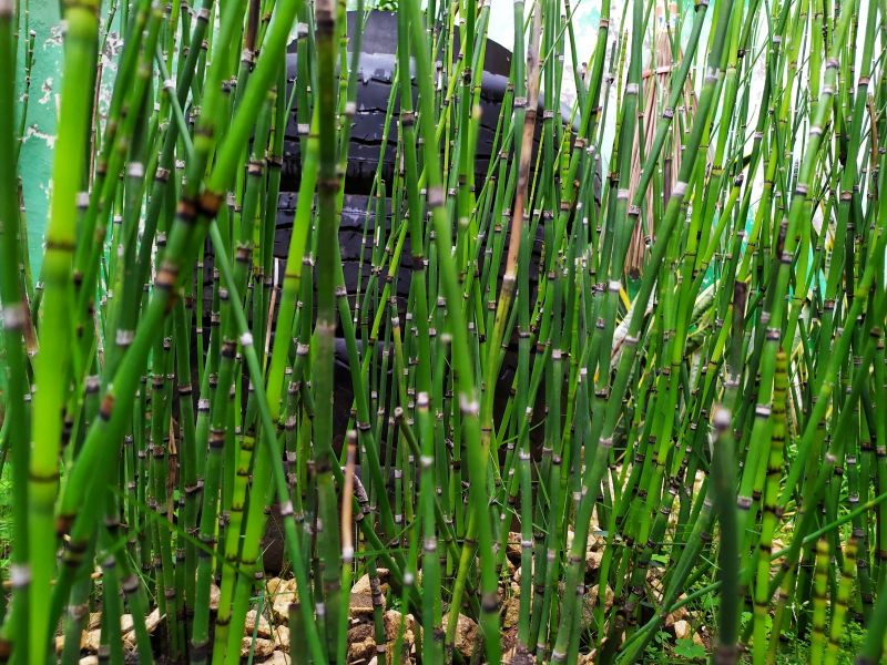 Bamboo Removal detail