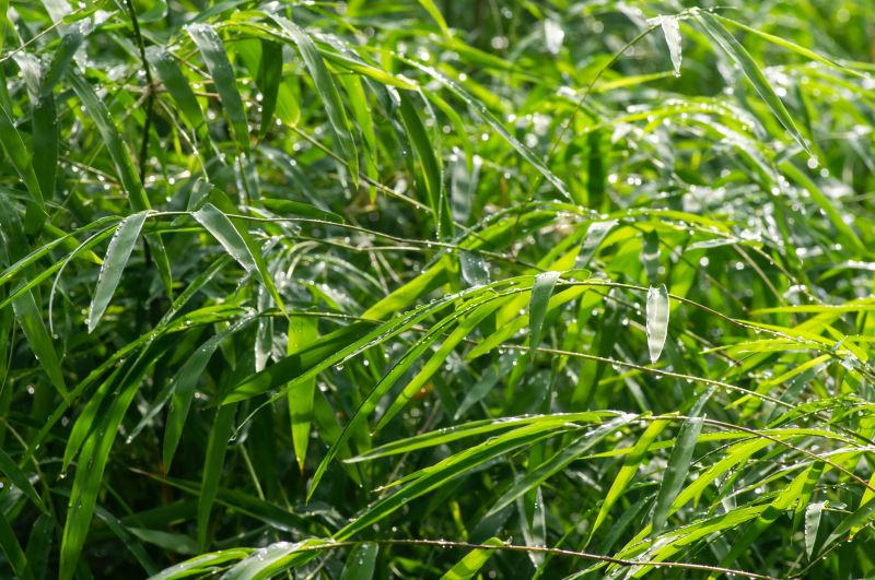 Bamboo Removal detail