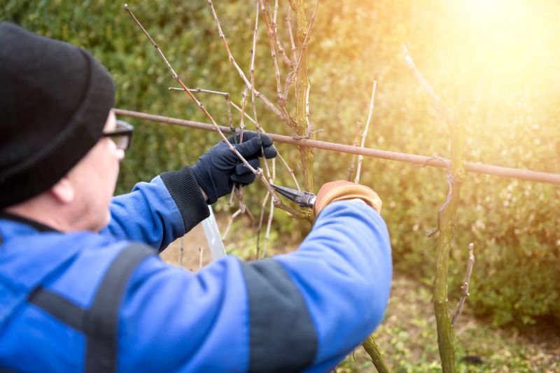 Juniper Pruning in Honolulu, HI